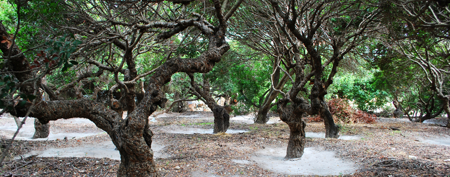 Arcadia Zahnpflege | Mastix